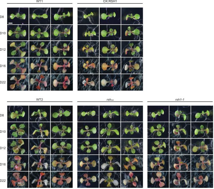 https://cdn.ncbi.nlm.nih.gov/pmc/blobs/b644/8887892/6fd80b6c71fd/elife-75041-fig1-figsupp1.jpg