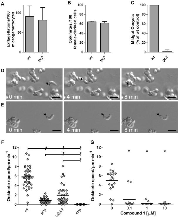 https://cdn.ncbi.nlm.nih.gov/pmc/blobs/b646/2742896/9d6aa2e46329/ppat.1000599.g001.jpg