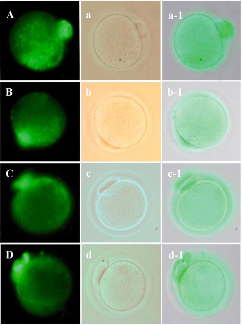 https://cdn.ncbi.nlm.nih.gov/pmc/blobs/b646/4224660/977dea88e63f/AJMB-6-210-g003.jpg