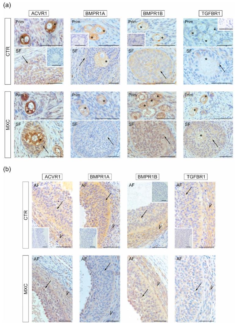 https://cdn.ncbi.nlm.nih.gov/pmc/blobs/b646/8911393/050e503eb510/ijms-23-02780-g003.jpg