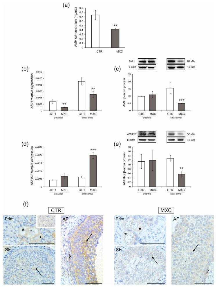 https://cdn.ncbi.nlm.nih.gov/pmc/blobs/b646/8911393/79c01ffd2834/ijms-23-02780-g004.jpg