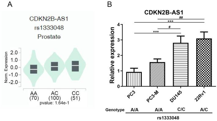 https://cdn.ncbi.nlm.nih.gov/pmc/blobs/b64b/11617473/6ecc880239b4/JCMM-28-e70264-g003.jpg
