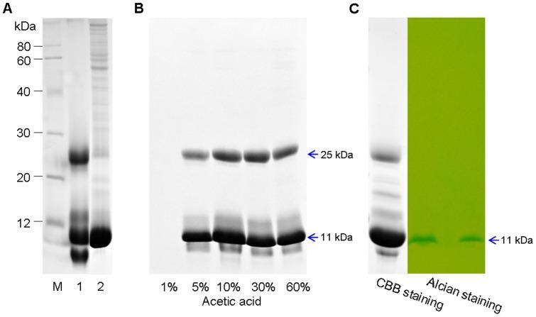 https://cdn.ncbi.nlm.nih.gov/pmc/blobs/b64b/3502364/abcb39e37d60/pone.0050497.g003.jpg