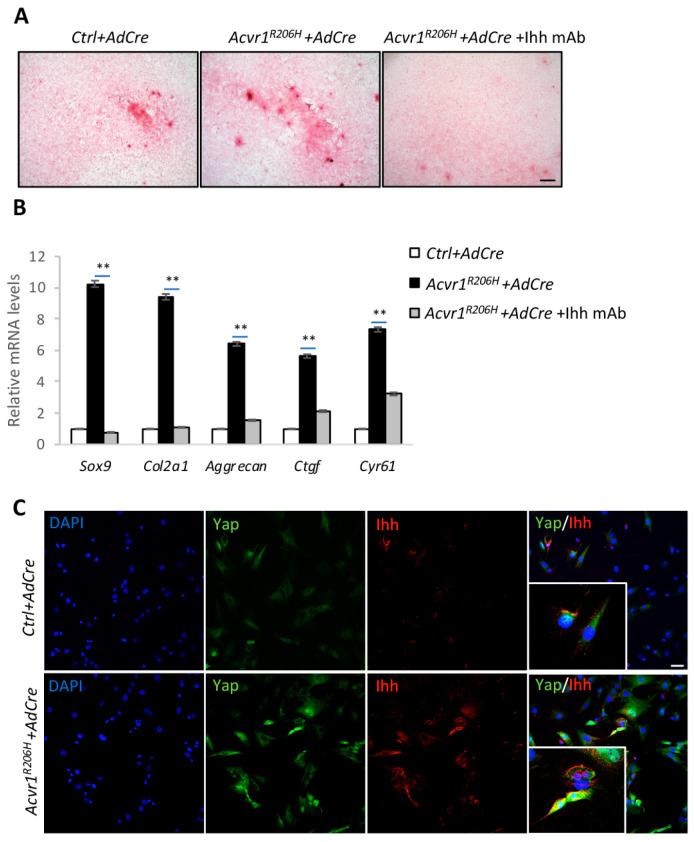 https://cdn.ncbi.nlm.nih.gov/pmc/blobs/b64c/10968511/c86c4e156bd5/biomolecules-14-00347-g004.jpg