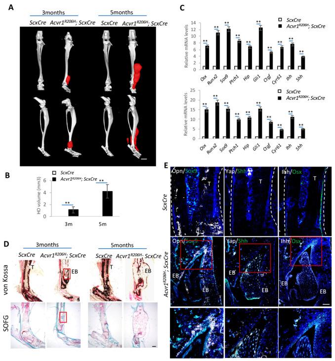 https://cdn.ncbi.nlm.nih.gov/pmc/blobs/b64c/10968511/d5e3bb2fea3f/biomolecules-14-00347-g001.jpg