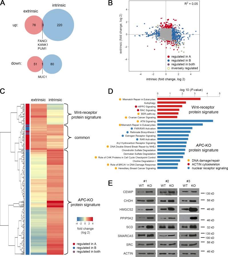 https://cdn.ncbi.nlm.nih.gov/pmc/blobs/b64c/6400532/7ae9319a10e3/JEM_20180823_Fig6.jpg