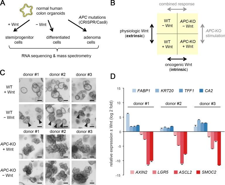 https://cdn.ncbi.nlm.nih.gov/pmc/blobs/b64c/6400532/e81e1049ff3b/JEM_20180823_Fig1.jpg