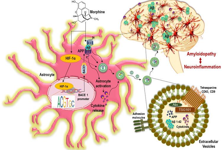 https://cdn.ncbi.nlm.nih.gov/pmc/blobs/b650/8407877/148afdfc3613/ad-12-6-1389-g11.jpg