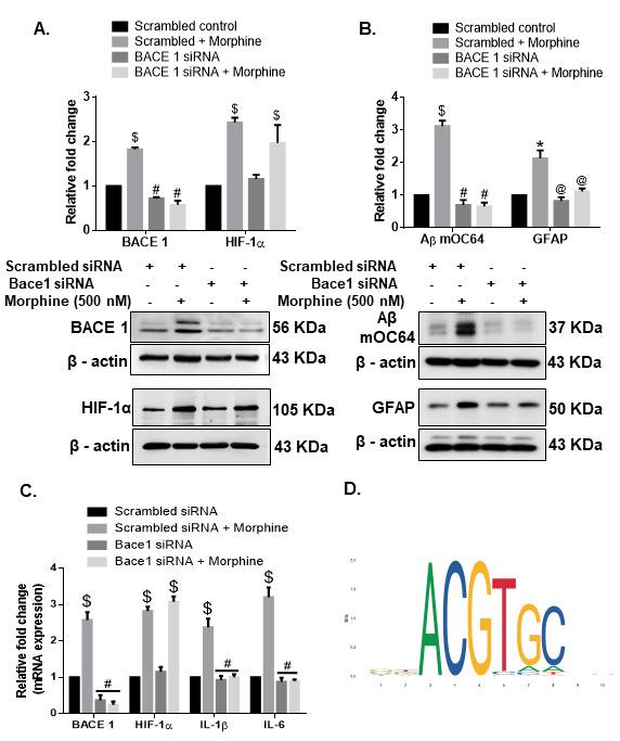 https://cdn.ncbi.nlm.nih.gov/pmc/blobs/b650/8407877/9446b0c14405/ad-12-6-1389-g6.jpg