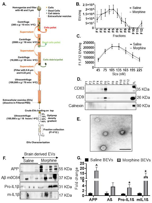 https://cdn.ncbi.nlm.nih.gov/pmc/blobs/b650/8407877/a193602b00ca/ad-12-6-1389-g10.jpg