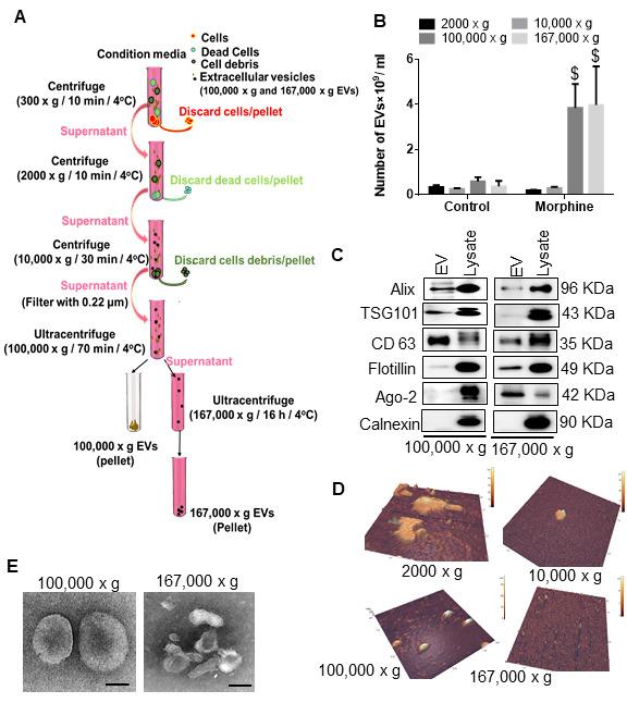 https://cdn.ncbi.nlm.nih.gov/pmc/blobs/b650/8407877/cdbf4acc0f95/ad-12-6-1389-g8.jpg