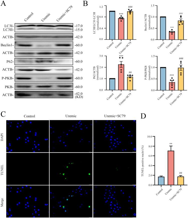 https://cdn.ncbi.nlm.nih.gov/pmc/blobs/b651/12351700/79834f590238/IRNF_A_2538268_F0004_C.jpg
