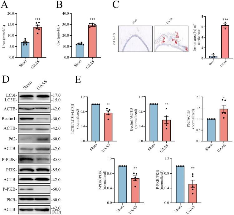 https://cdn.ncbi.nlm.nih.gov/pmc/blobs/b651/12351700/add9df96cf44/IRNF_A_2538268_F0003_C.jpg