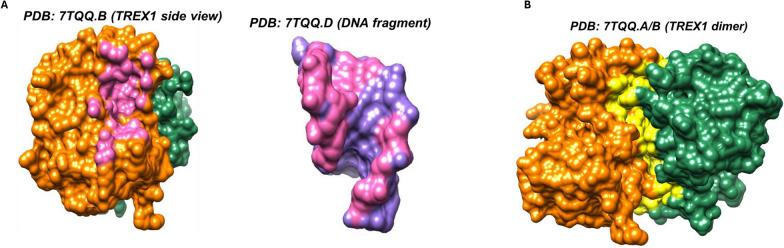 https://cdn.ncbi.nlm.nih.gov/pmc/blobs/b653/12206365/e48daf533dac/40246_2025_785_Fig6_HTML.jpg