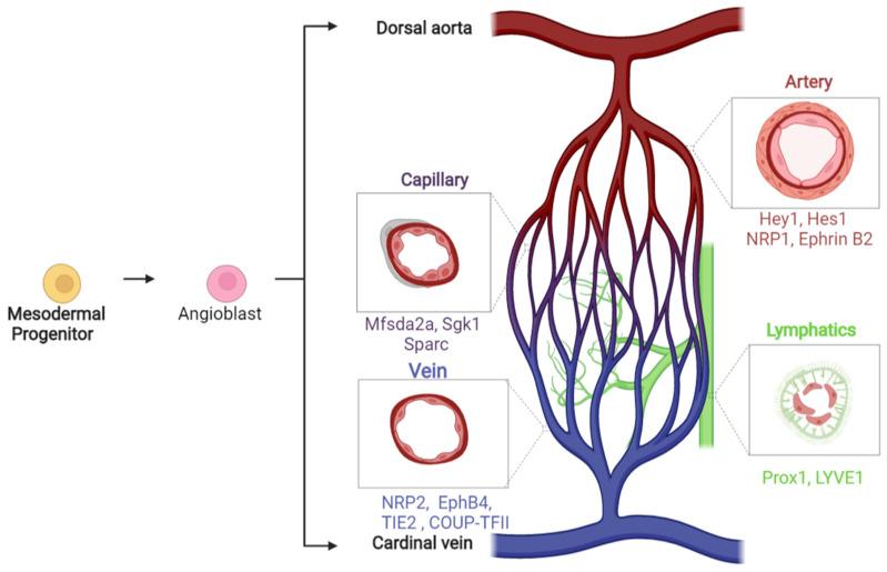 https://cdn.ncbi.nlm.nih.gov/pmc/blobs/b654/8469713/17178ce94859/cells-10-02338-g001.jpg
