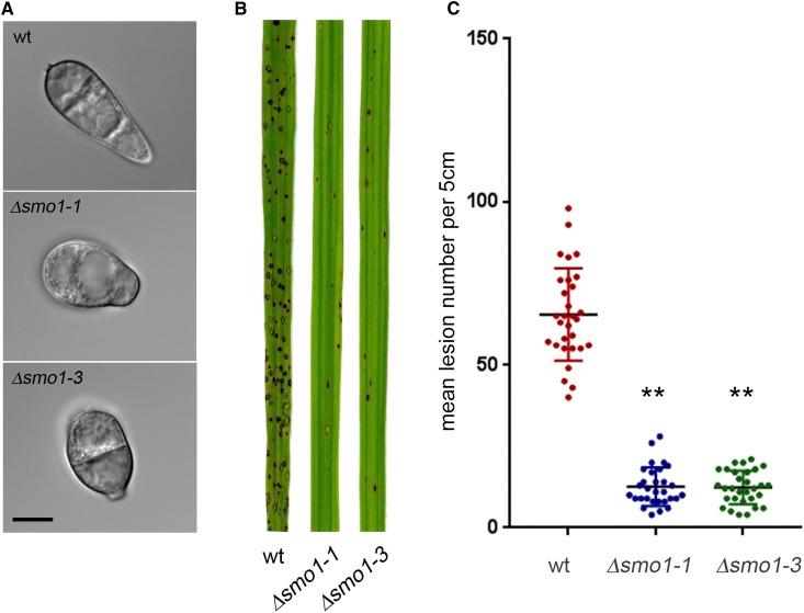 https://cdn.ncbi.nlm.nih.gov/pmc/blobs/b655/6325701/2e69926fe98b/151f2.jpg
