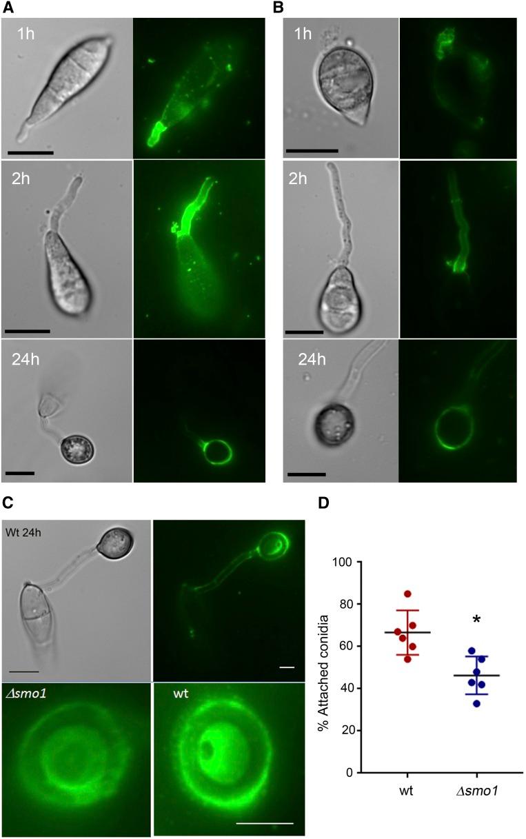https://cdn.ncbi.nlm.nih.gov/pmc/blobs/b655/6325701/cfcce320890a/151f5.jpg