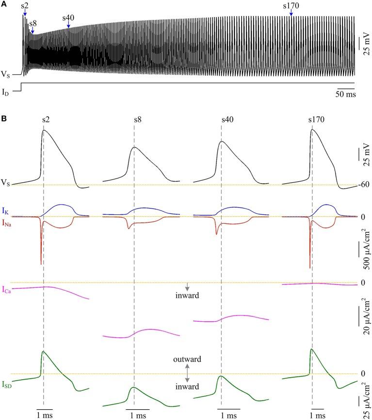 https://cdn.ncbi.nlm.nih.gov/pmc/blobs/b65d/5585200/c5b60129f11a/fncel-11-00265-g0008.jpg