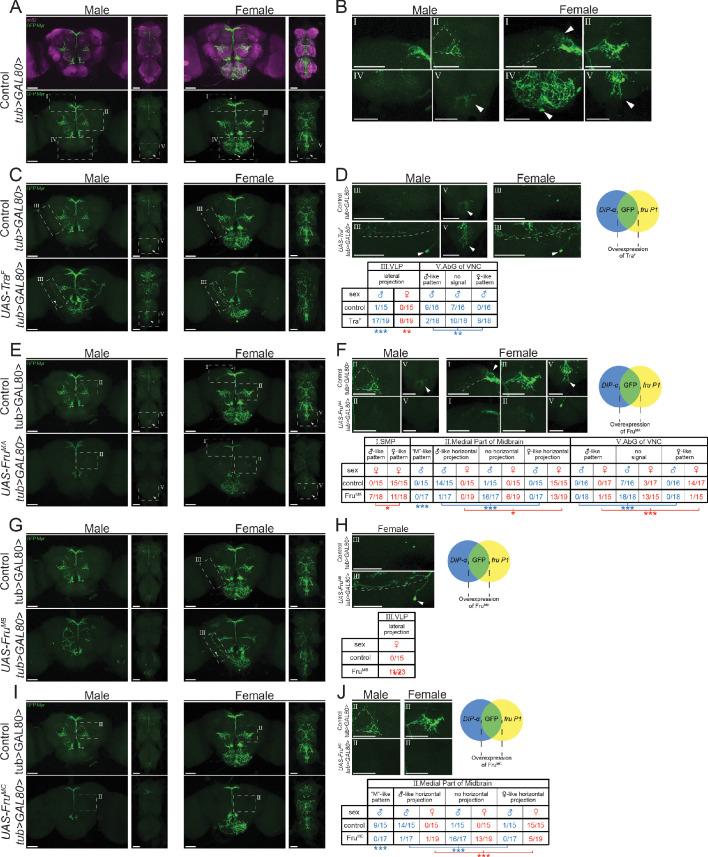 https://cdn.ncbi.nlm.nih.gov/pmc/blobs/b65d/7972454/3da73c910ad2/elife-63101-fig9-figsupp1.jpg