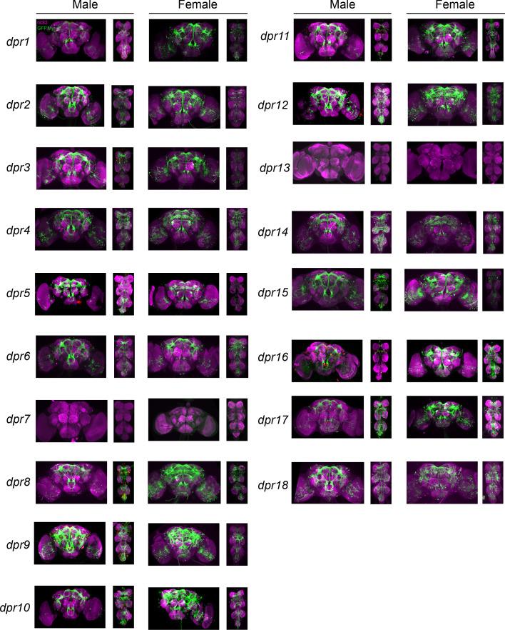 https://cdn.ncbi.nlm.nih.gov/pmc/blobs/b65d/7972454/48fb92c8a6a0/elife-63101-fig2-figsupp1.jpg