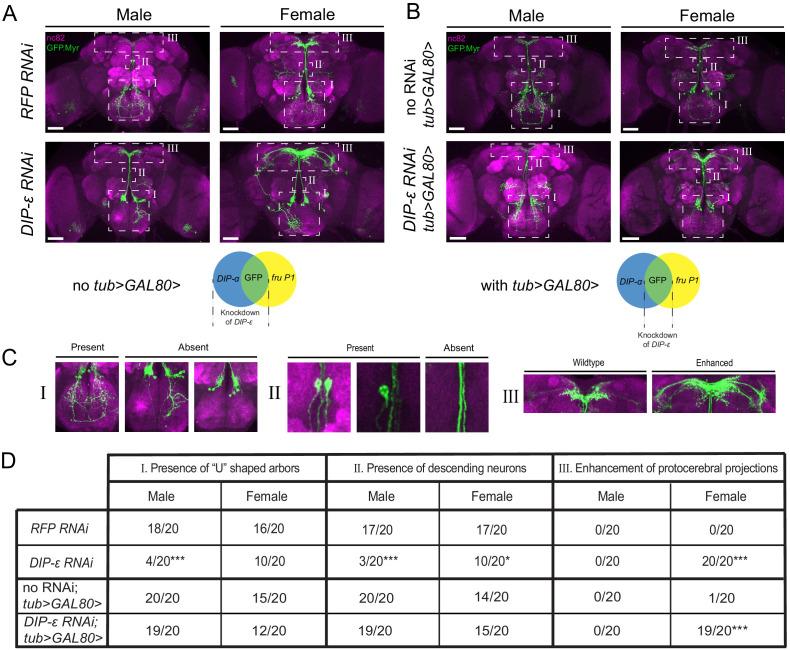 https://cdn.ncbi.nlm.nih.gov/pmc/blobs/b65d/7972454/6d6fd2bd86ce/elife-63101-fig10.jpg