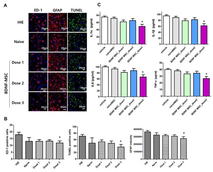 https://cdn.ncbi.nlm.nih.gov/pmc/blobs/b65f/8583727/d838a85077de/ijms-22-11395-g006.jpg
