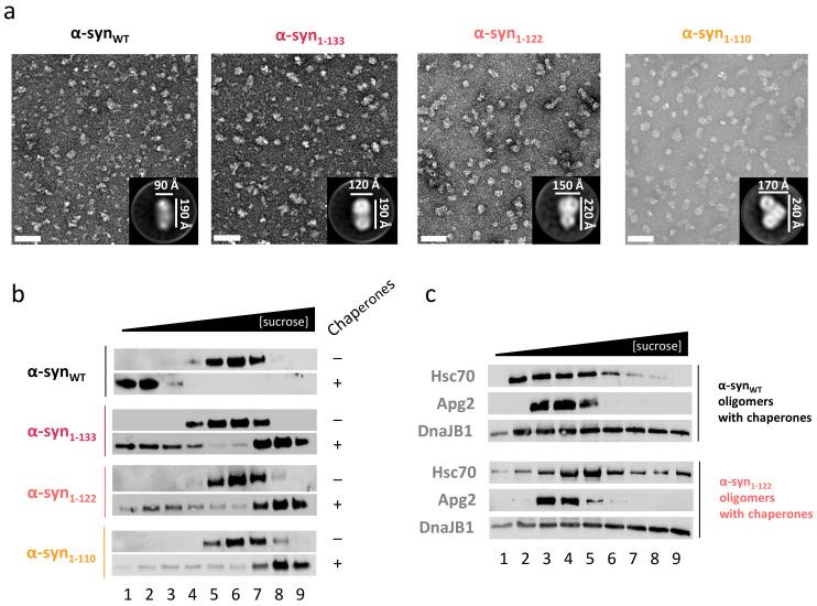 https://cdn.ncbi.nlm.nih.gov/pmc/blobs/b663/8657883/8ee81e308bc4/ijms-22-12983-g005.jpg