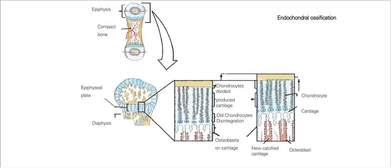 https://cdn.ncbi.nlm.nih.gov/pmc/blobs/b665/3005686/e542e39c7b96/JCRPE-2-137-g1.jpg