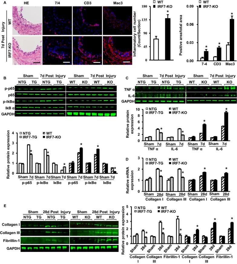 https://cdn.ncbi.nlm.nih.gov/pmc/blobs/b665/4323813/6d28e9cb59d9/jah3-3-e001309-g4.jpg