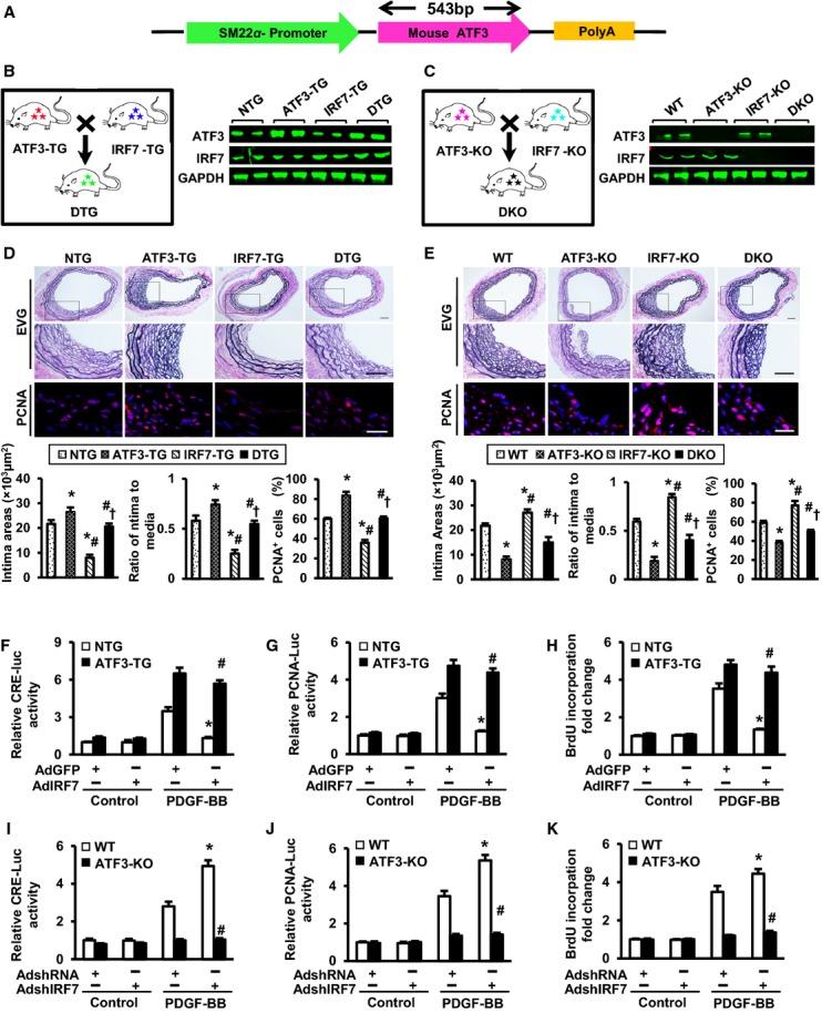 https://cdn.ncbi.nlm.nih.gov/pmc/blobs/b665/4323813/99d7dee95eea/jah3-3-e001309-g7.jpg