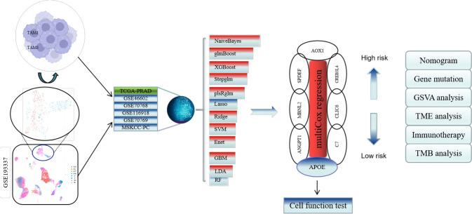 https://cdn.ncbi.nlm.nih.gov/pmc/blobs/b666/10992528/ab3a7901a324/262_2024_3633_Fig1_HTML.jpg
