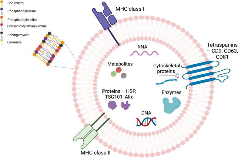 https://cdn.ncbi.nlm.nih.gov/pmc/blobs/b66b/11833474/96d3dbf57667/ioae170f4.jpg