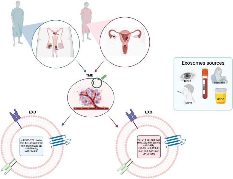 https://cdn.ncbi.nlm.nih.gov/pmc/blobs/b66b/11833474/9e42fe8661c3/ioae170ga1.jpg