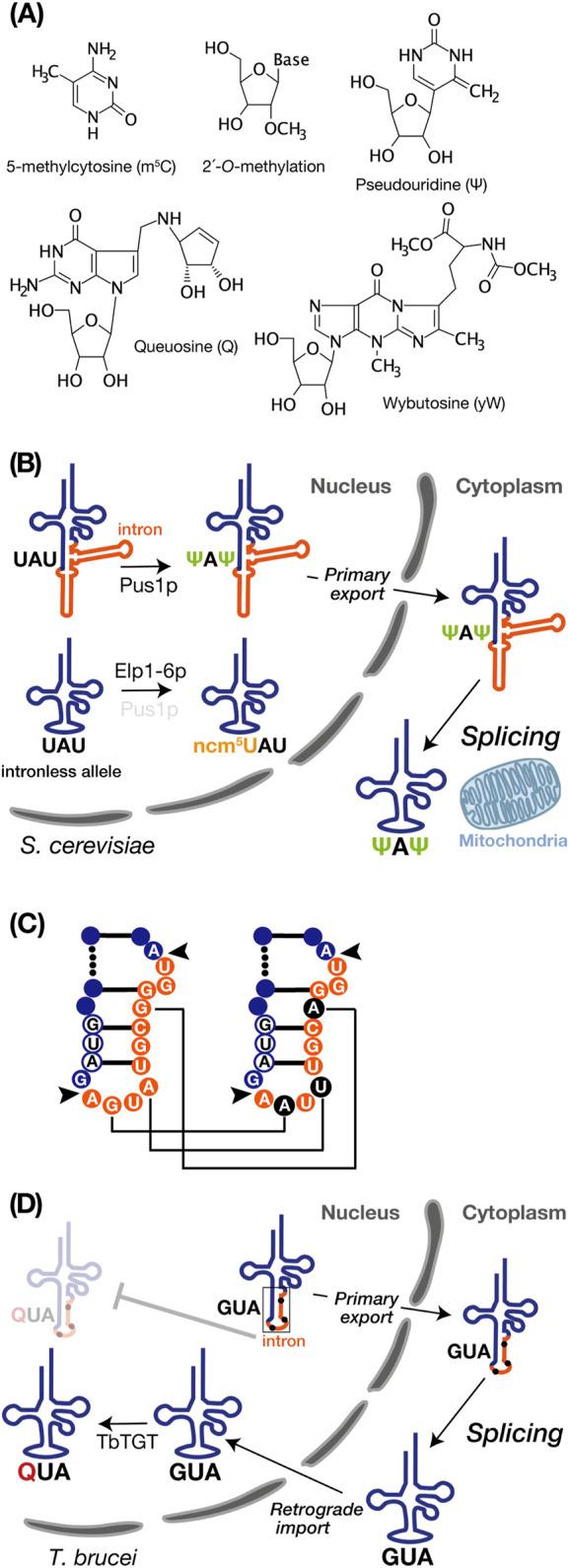 https://cdn.ncbi.nlm.nih.gov/pmc/blobs/b66f/11408192/74f788842d95/fgene-15-1460902-g002.jpg