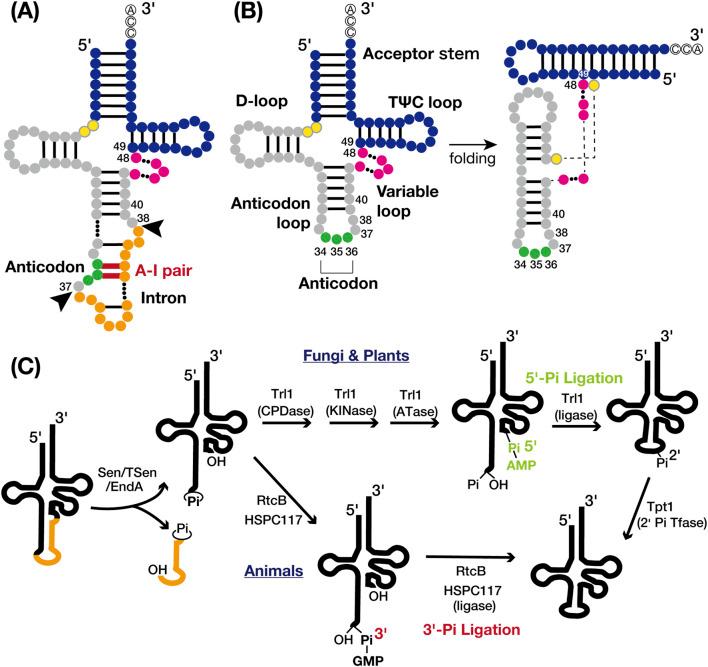 https://cdn.ncbi.nlm.nih.gov/pmc/blobs/b66f/11408192/a856822d6dde/fgene-15-1460902-g001.jpg