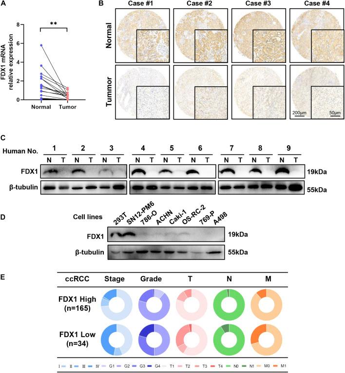 https://cdn.ncbi.nlm.nih.gov/pmc/blobs/b66f/9523472/8fa8cbb00088/fgene-13-994741-g004.jpg