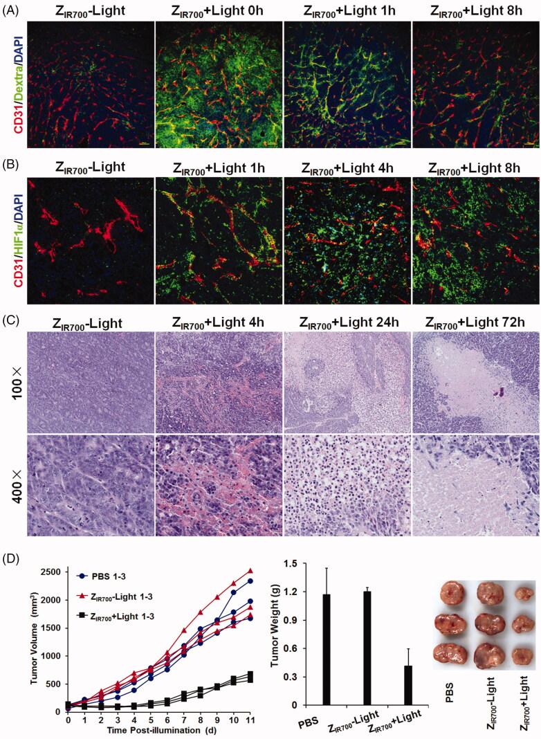https://cdn.ncbi.nlm.nih.gov/pmc/blobs/b670/8240977/548905eb1c6f/IDRD_A_1407011_F0005_C.jpg