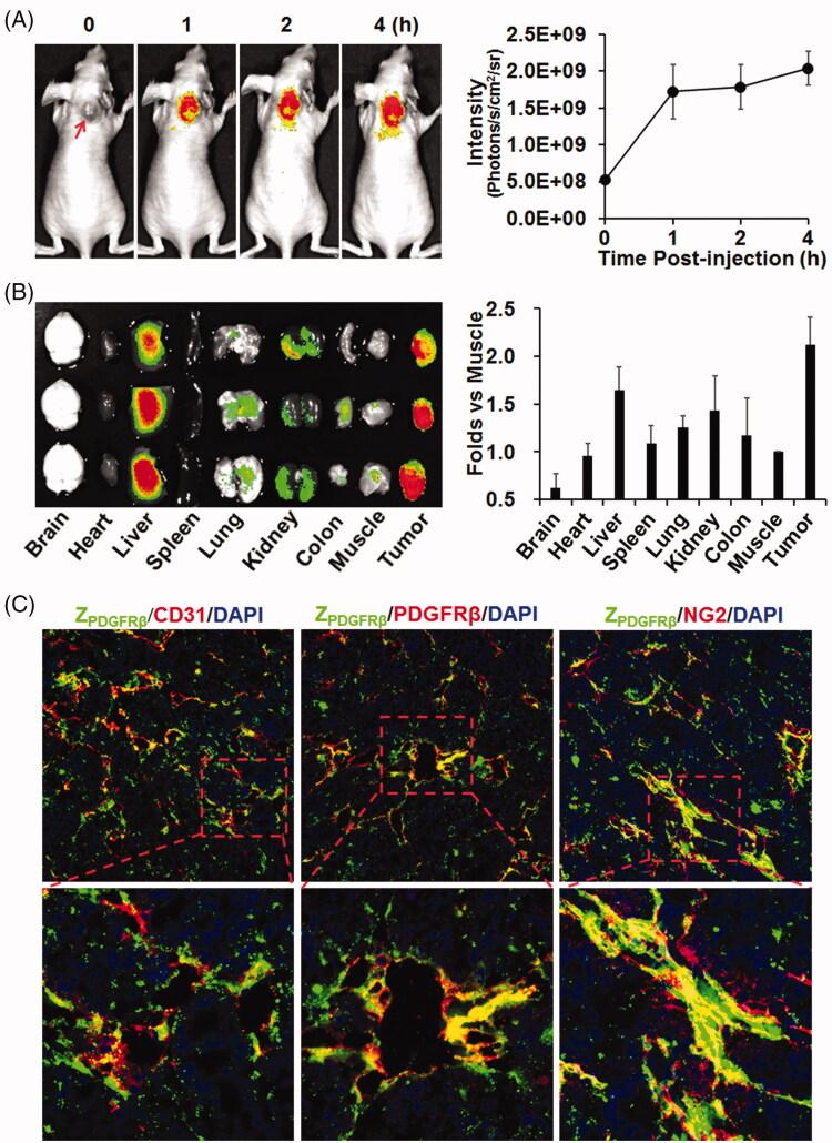 https://cdn.ncbi.nlm.nih.gov/pmc/blobs/b670/8240977/96149fa89c11/IDRD_A_1407011_F0003_C.jpg