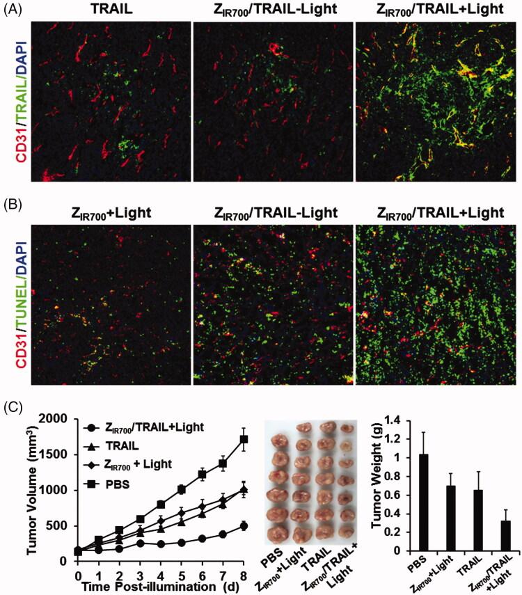 https://cdn.ncbi.nlm.nih.gov/pmc/blobs/b670/8240977/9fdefddf224c/IDRD_A_1407011_F0006_C.jpg
