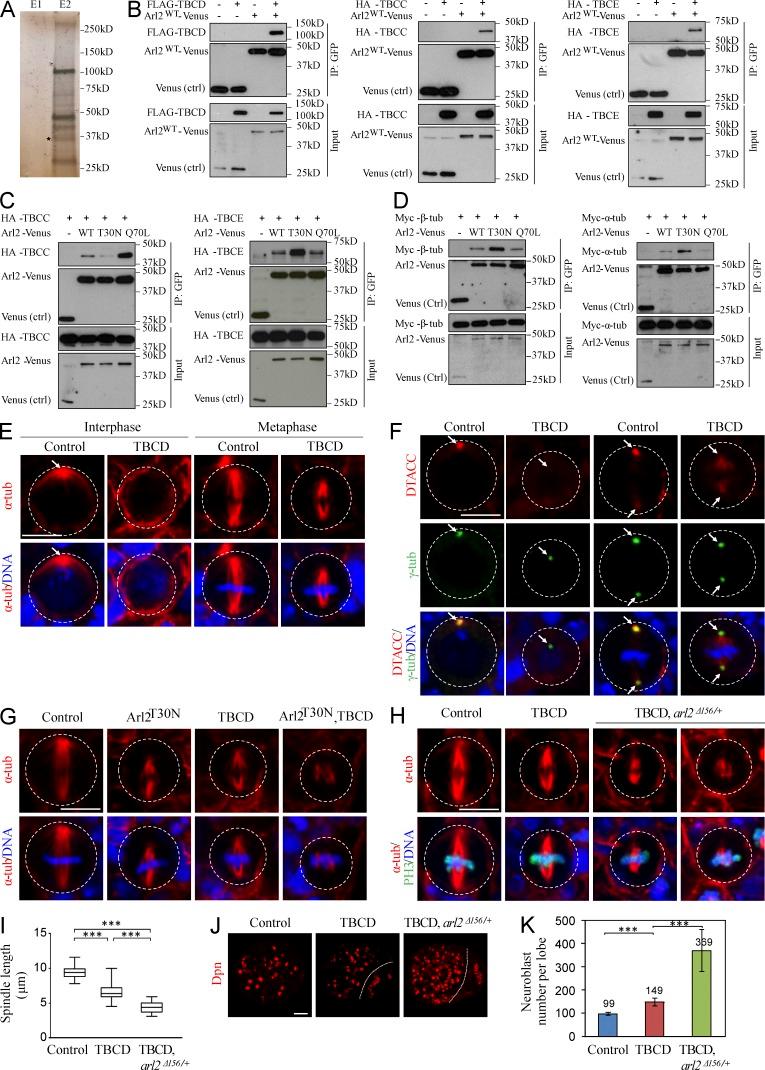 https://cdn.ncbi.nlm.nih.gov/pmc/blobs/b671/4792071/351c9b5865d9/JCB_201503047_Fig6.jpg
