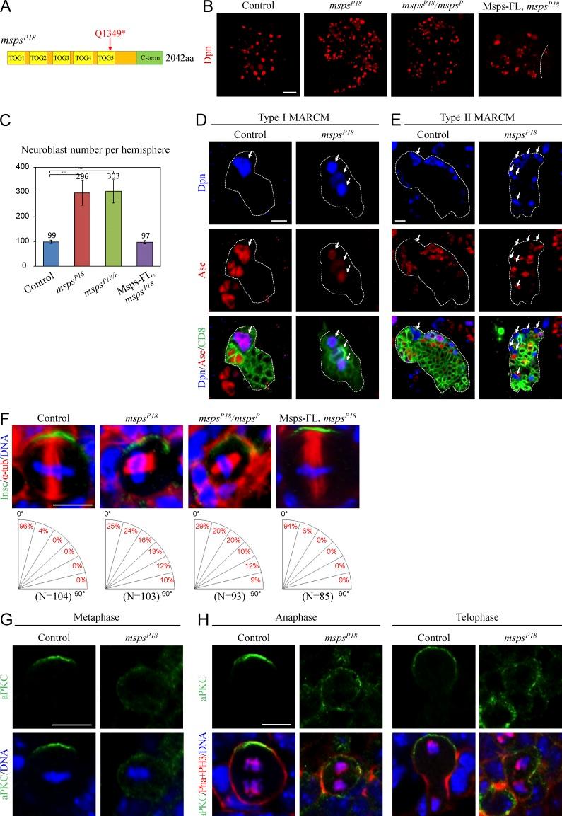 https://cdn.ncbi.nlm.nih.gov/pmc/blobs/b671/4792071/4fde2bf16e1b/JCB_201503047_Fig4.jpg