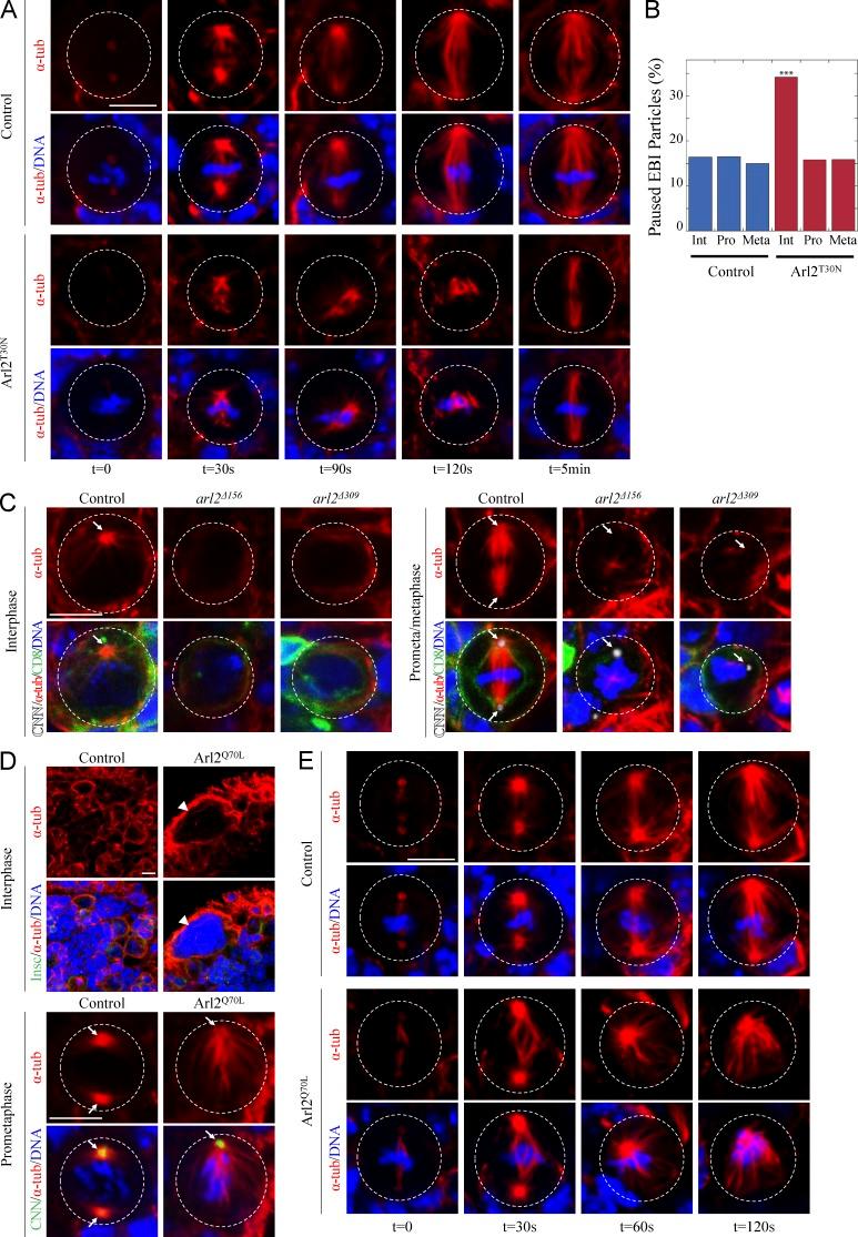 https://cdn.ncbi.nlm.nih.gov/pmc/blobs/b671/4792071/8e50ae6819c6/JCB_201503047_Fig3.jpg