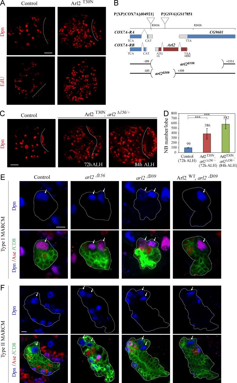 https://cdn.ncbi.nlm.nih.gov/pmc/blobs/b671/4792071/b1185afed568/JCB_201503047_Fig1.jpg