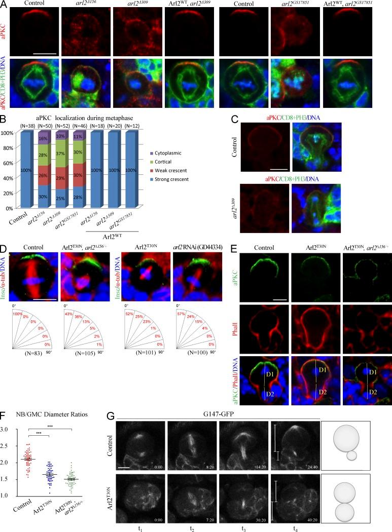 https://cdn.ncbi.nlm.nih.gov/pmc/blobs/b671/4792071/eb067ce4cd2b/JCB_201503047_Fig2.jpg