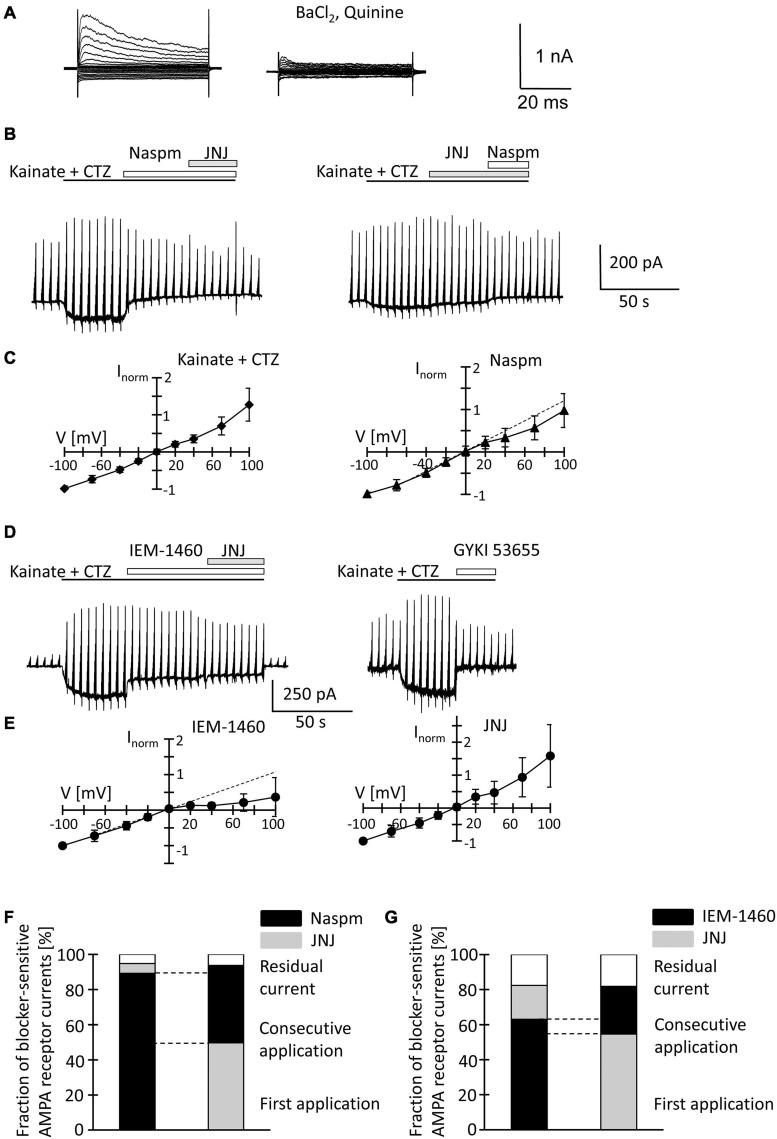 https://cdn.ncbi.nlm.nih.gov/pmc/blobs/b671/8222826/032aacb0ba61/fncel-15-669717-g005.jpg