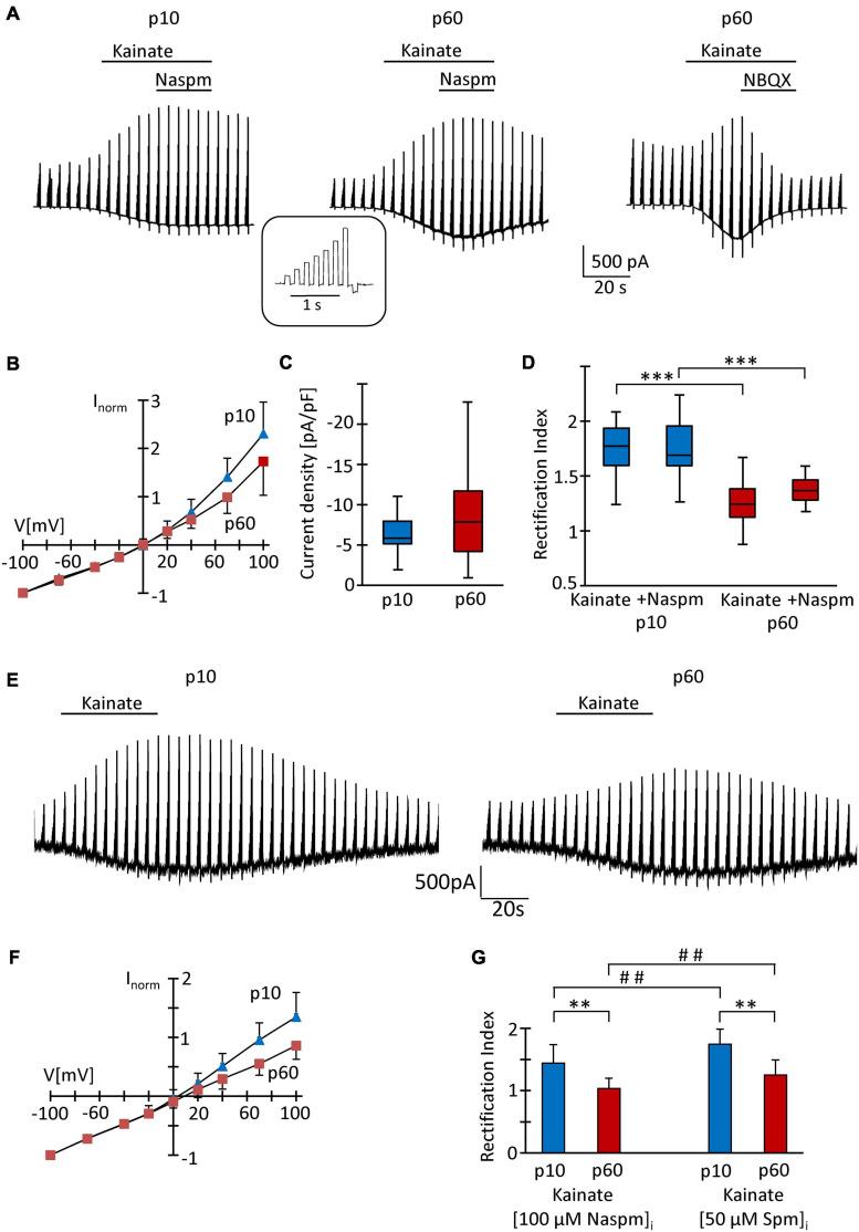 https://cdn.ncbi.nlm.nih.gov/pmc/blobs/b671/8222826/9e03d0823b29/fncel-15-669717-g002.jpg