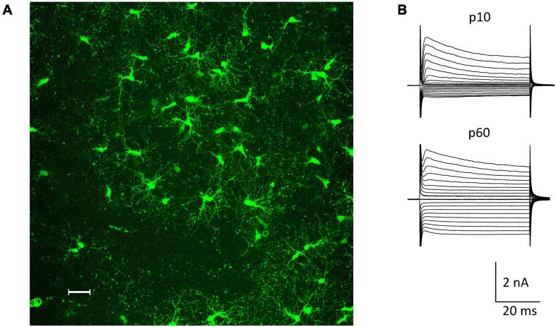 https://cdn.ncbi.nlm.nih.gov/pmc/blobs/b671/8222826/cc394fbed494/fncel-15-669717-g001.jpg