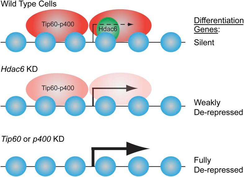 https://cdn.ncbi.nlm.nih.gov/pmc/blobs/b672/3843111/f83d847d10bf/elife01557f009.jpg