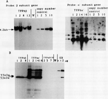 https://cdn.ncbi.nlm.nih.gov/pmc/blobs/b67c/1080434/2f86f7b0c7f4/plntphys00704-0274-a.jpg