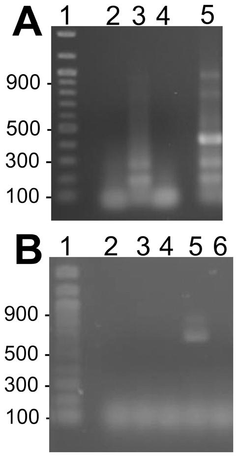 https://cdn.ncbi.nlm.nih.gov/pmc/blobs/b680/2813287/0ac3dda85bdd/pone.0008965.g004.jpg